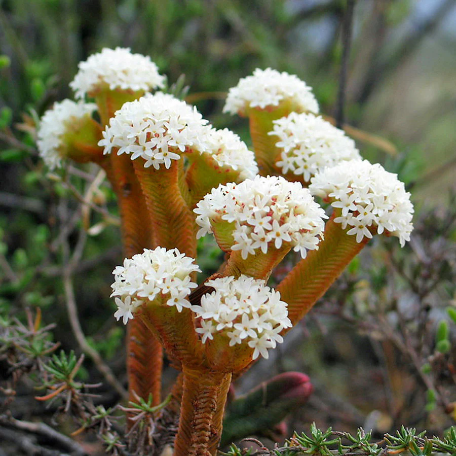 Crassula pyramidalis (Pagoda Mini Jade)