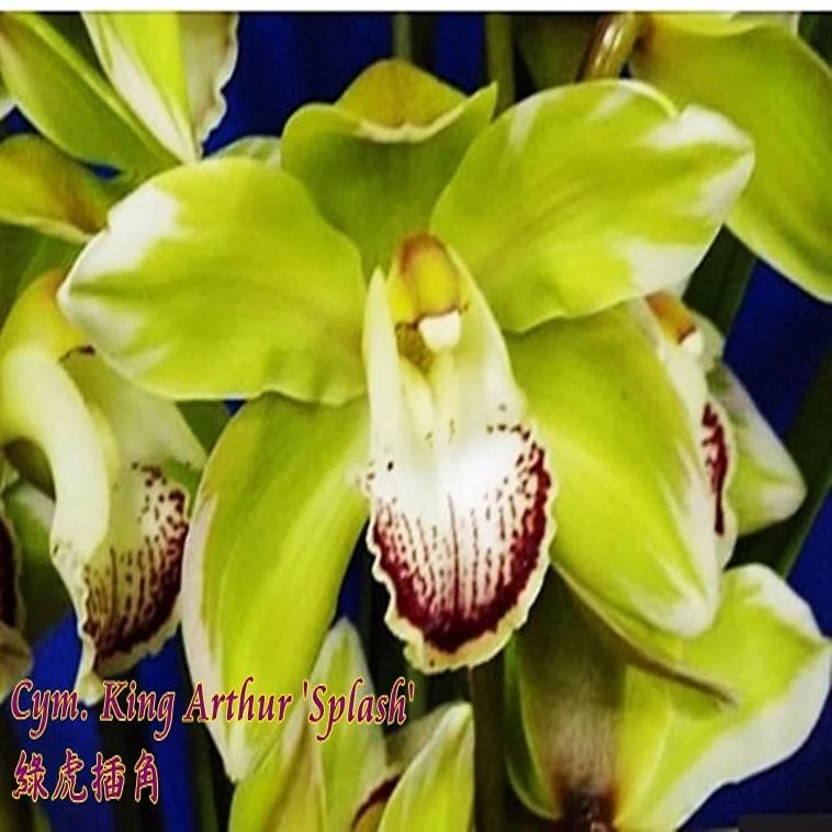 Orhidee Cymbidium King Arthur 'Splash’