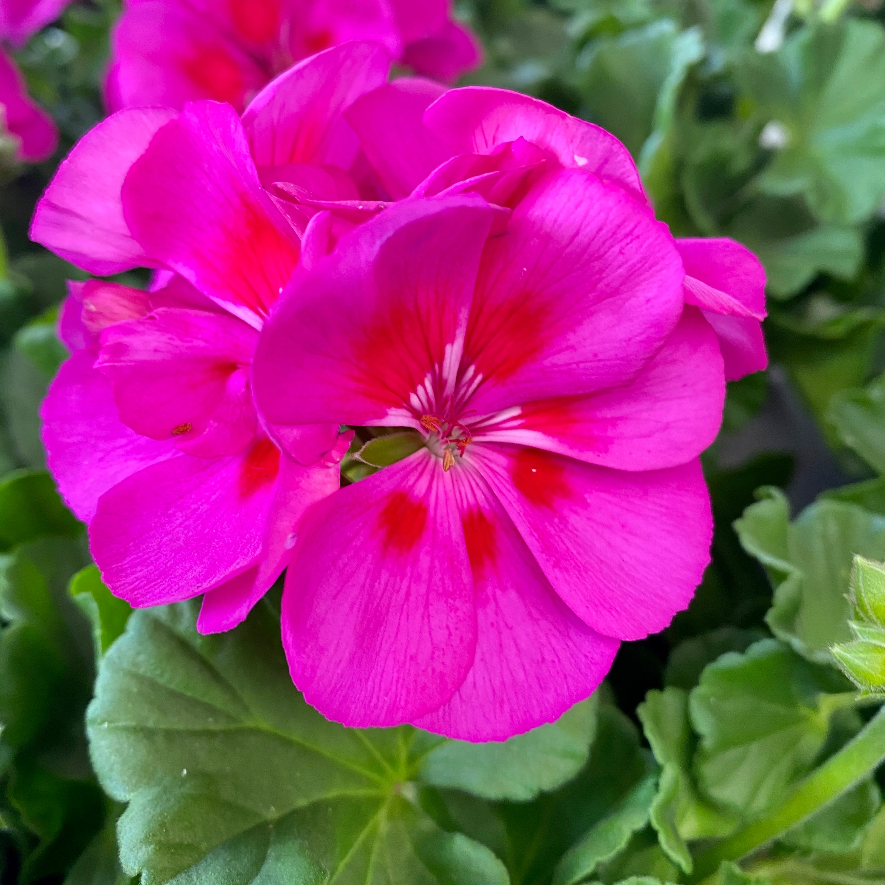 Pelargonium (Pelt. X Zon. Grp) Calliope Lavender Splash – muscata cu inflorire spectaculoasa