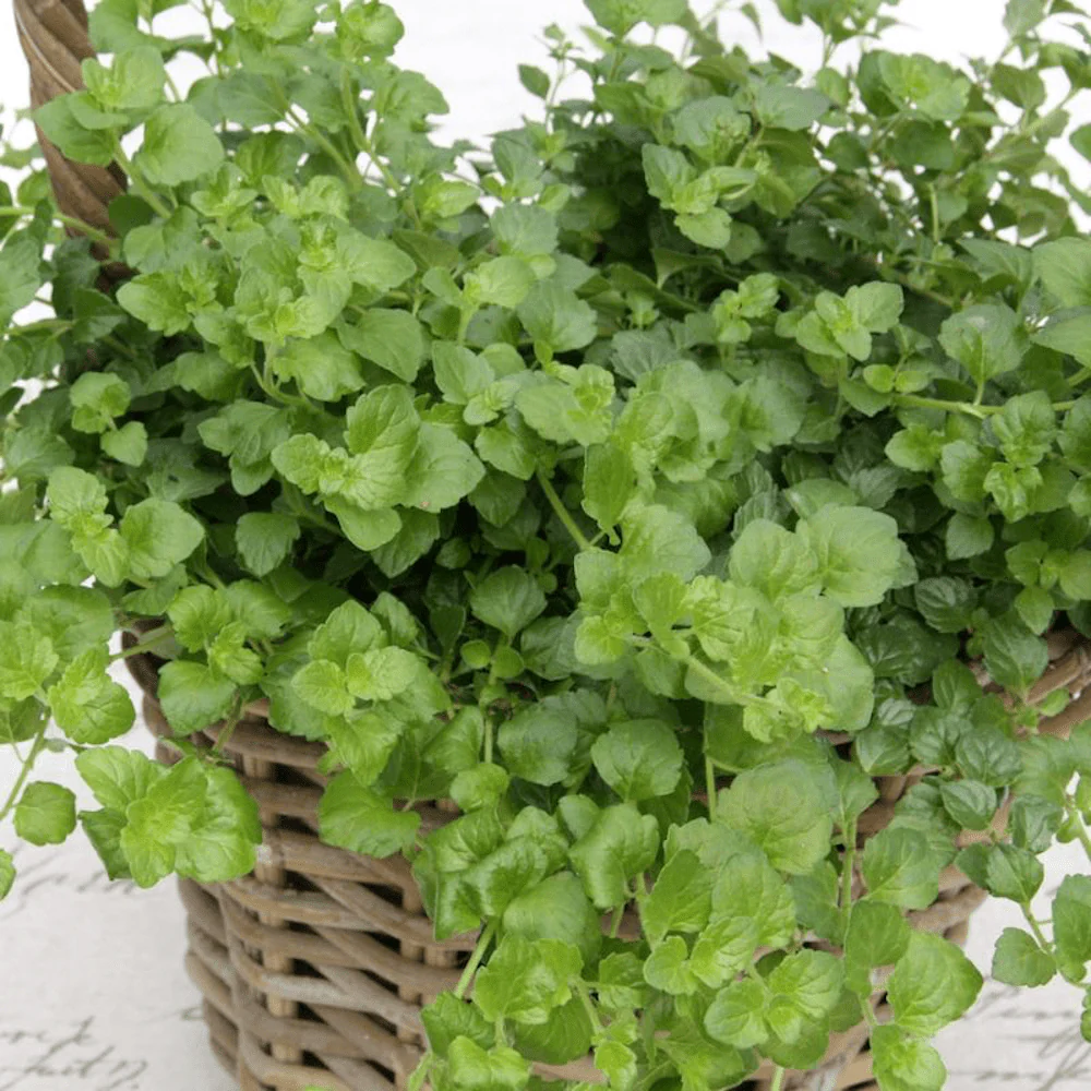Menta indiana (Satureja douglasii) – planta aromatica comestibila