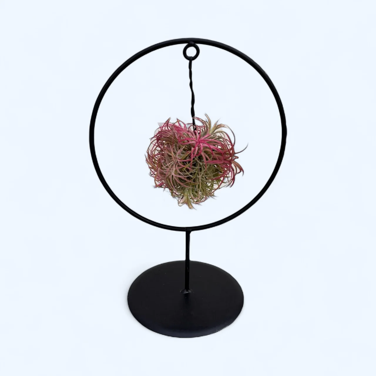 Aranjament cu Tillandsia Magic Ball Red – accent vibrant si rafinament aerian