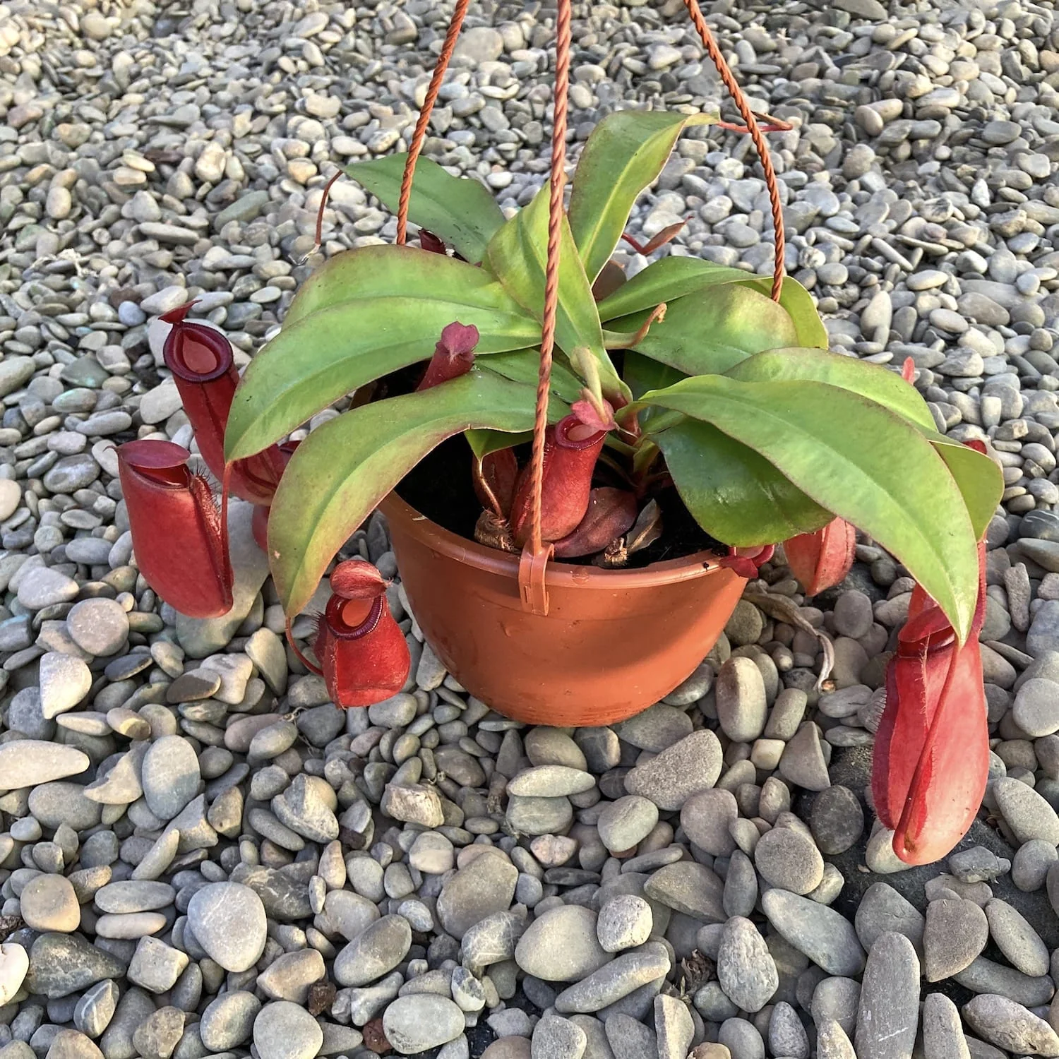 Nepenthes Bloody Mary XL – O planta carnivora spectaculoasa!