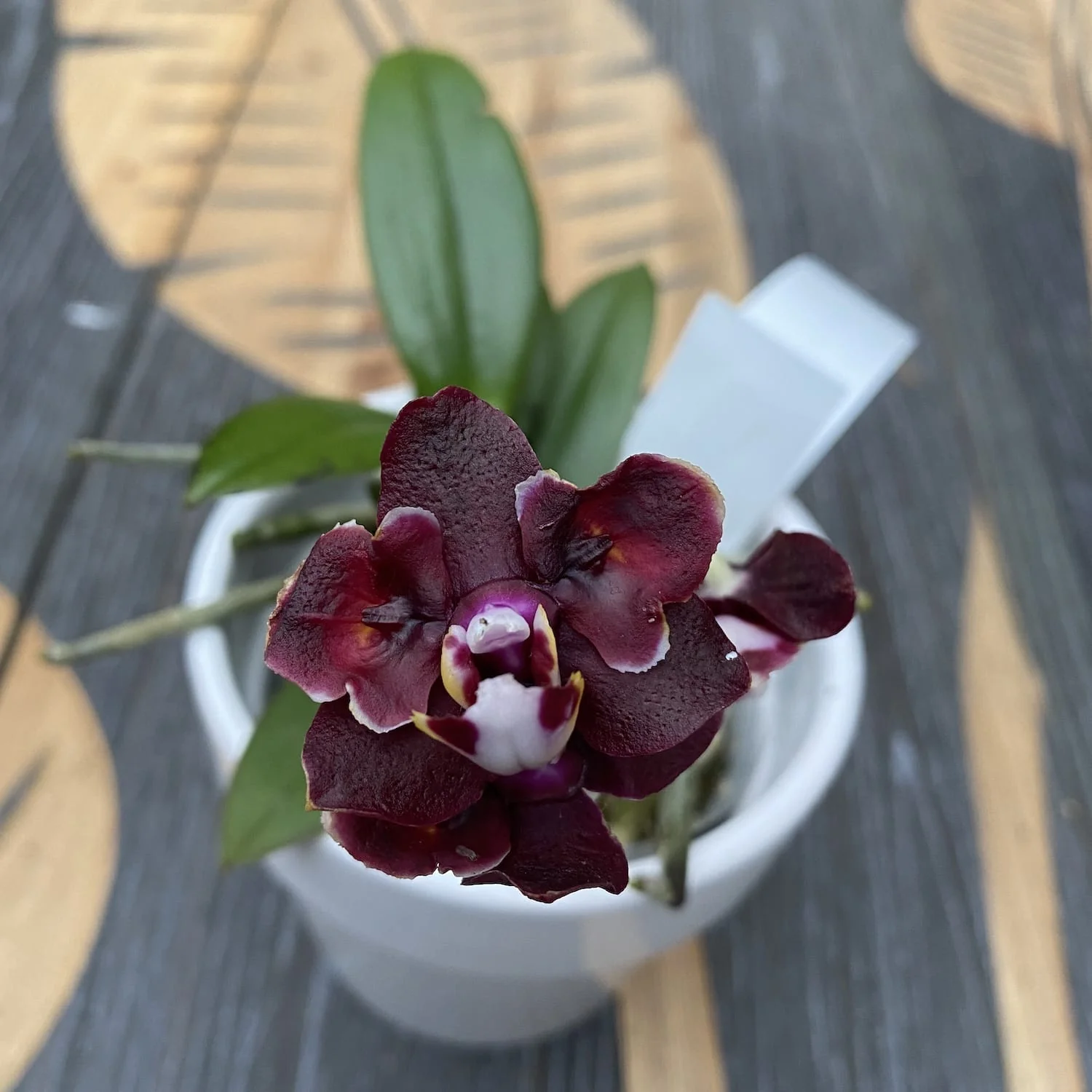 Phalaenopsis Yaphon Green Batman × Miki Black Bat (variation 07)