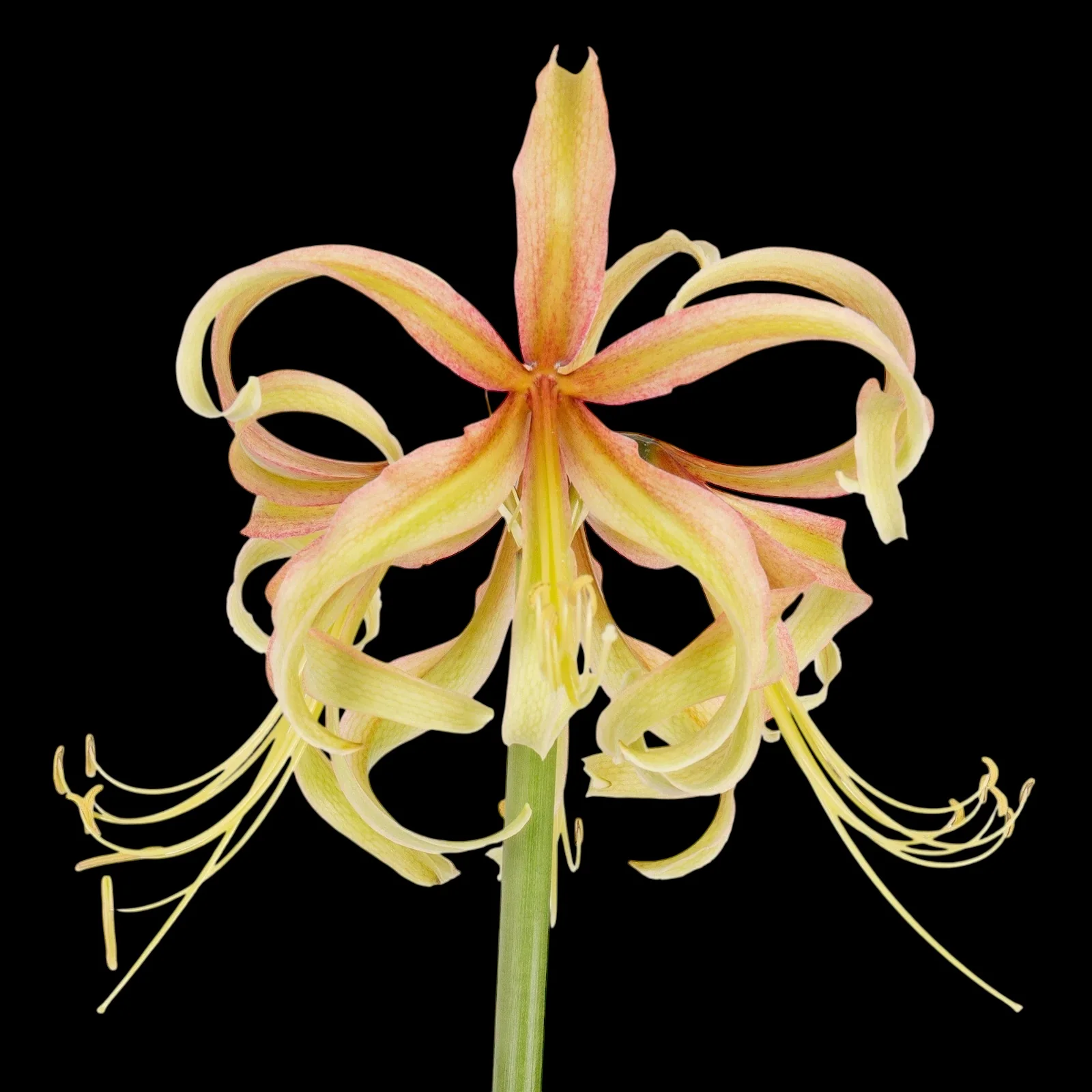 Amaryllis (Hippeastrum) ‘Sonatini Saffron’ – crin exotic, cu flori galben-safran