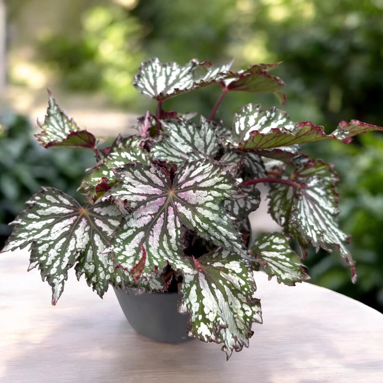 Begonia 'Jungle Wonders Tricolore’