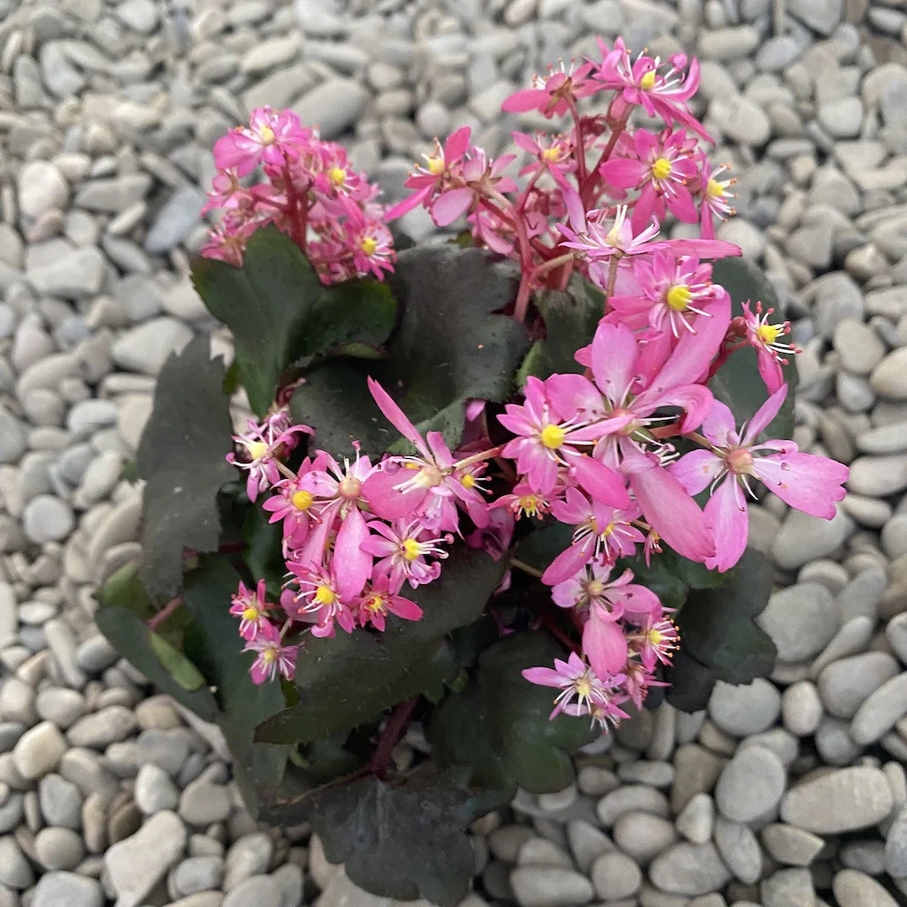 Saxifraga cortusifolia 'Dancing Pixies’ – flori ciclam