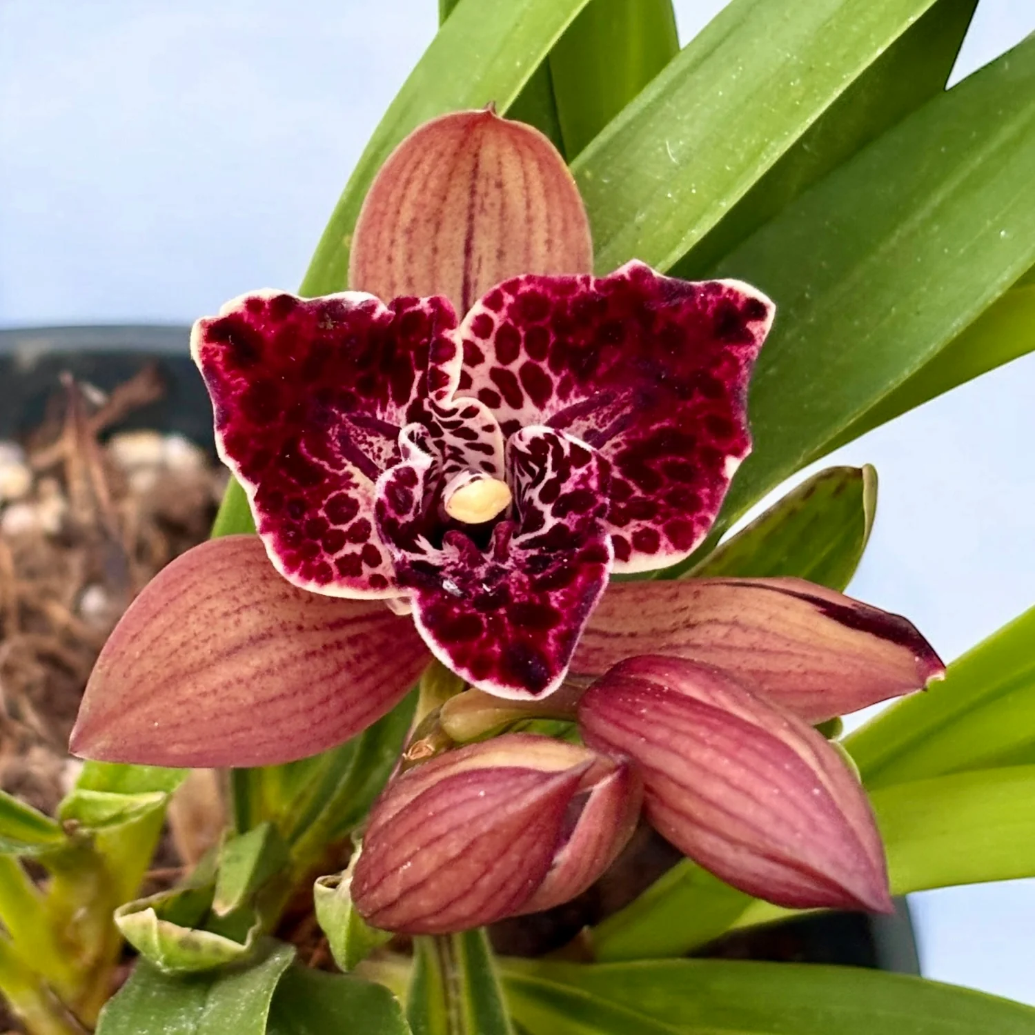 Cymbidium Hot Devon ‘Bird of Paradise’ – miniatura cu flori pelorice