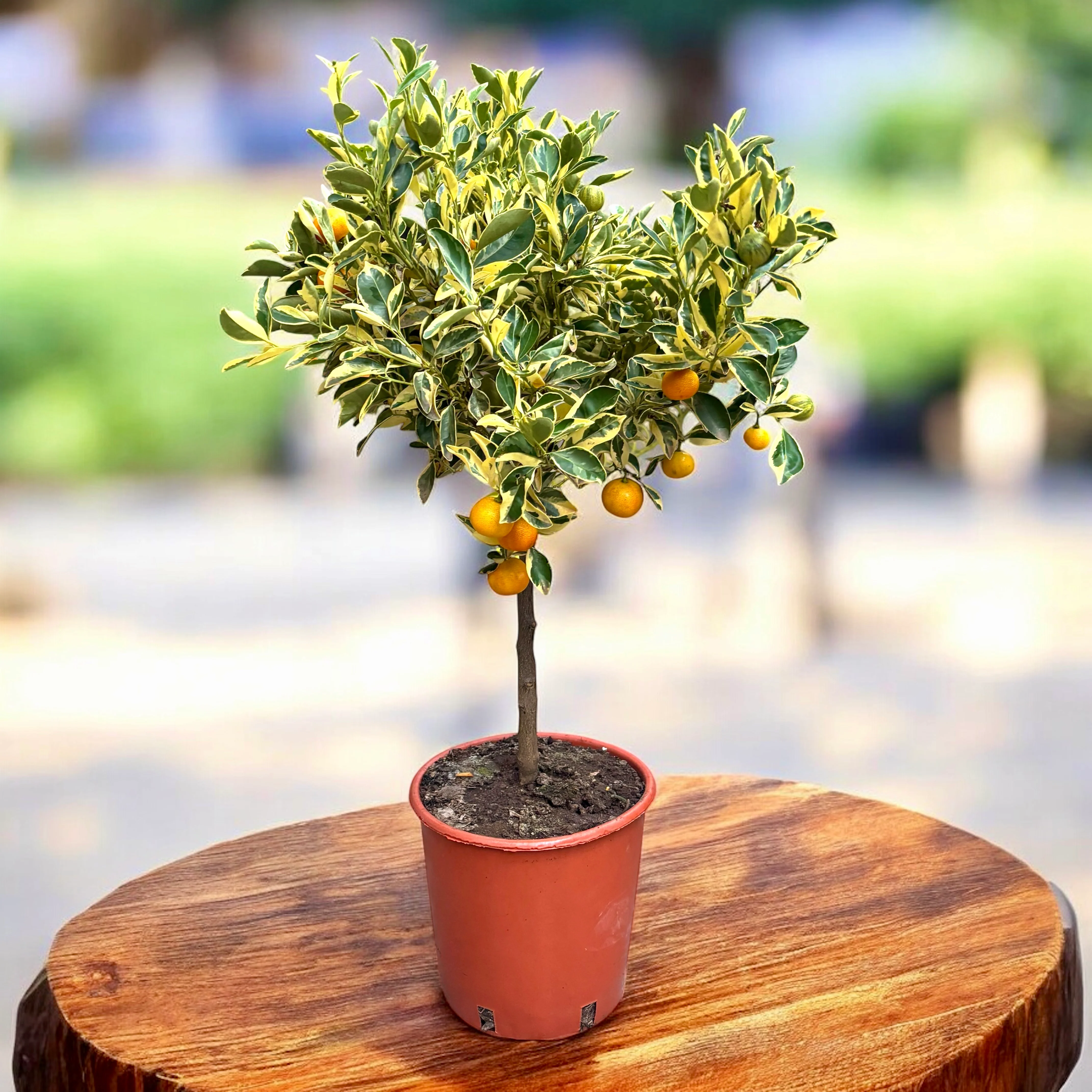 Citrus microcarpa 'Variegata’ – Calamondin cu frunze si fructe variegate