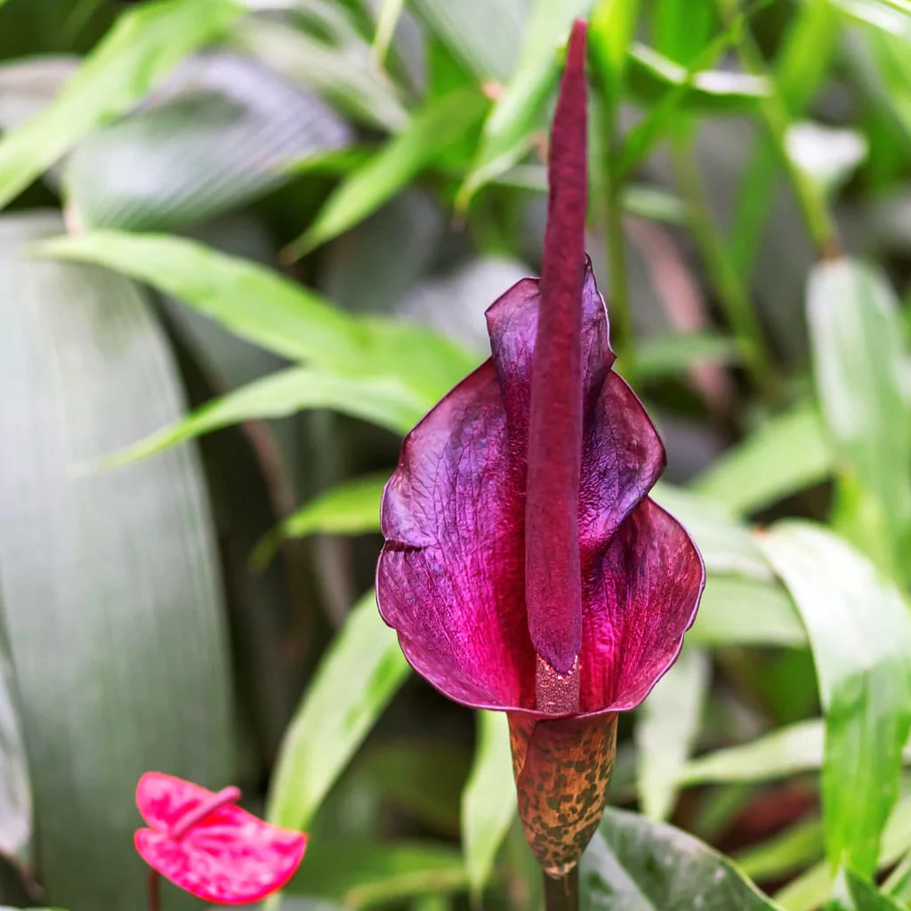 Amorphophallus Konjac (Devil’s Tongue, Voodoo Lily)