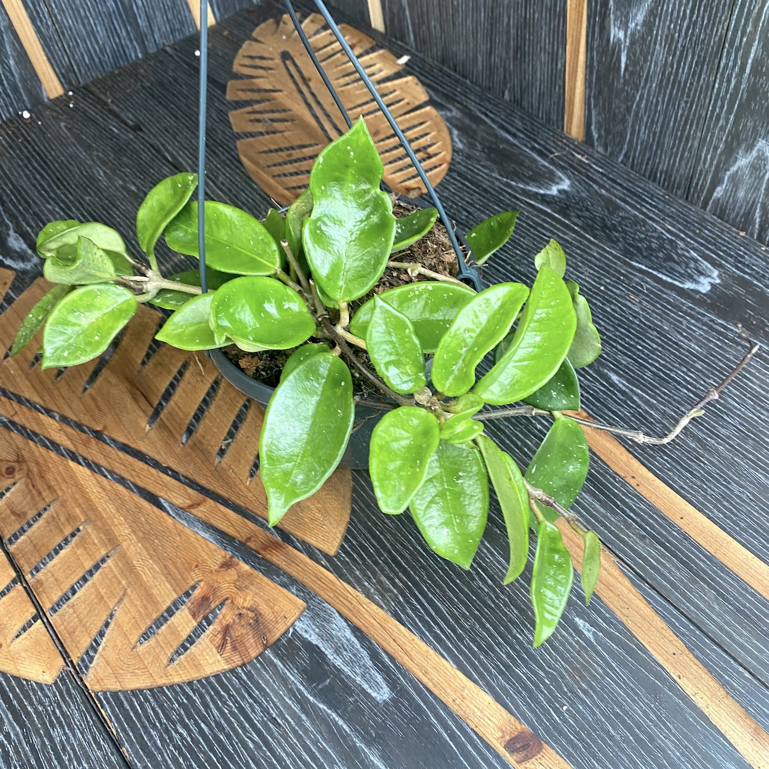 Hoya carnosa 'Snowball’ – full pots, cu agatatoare