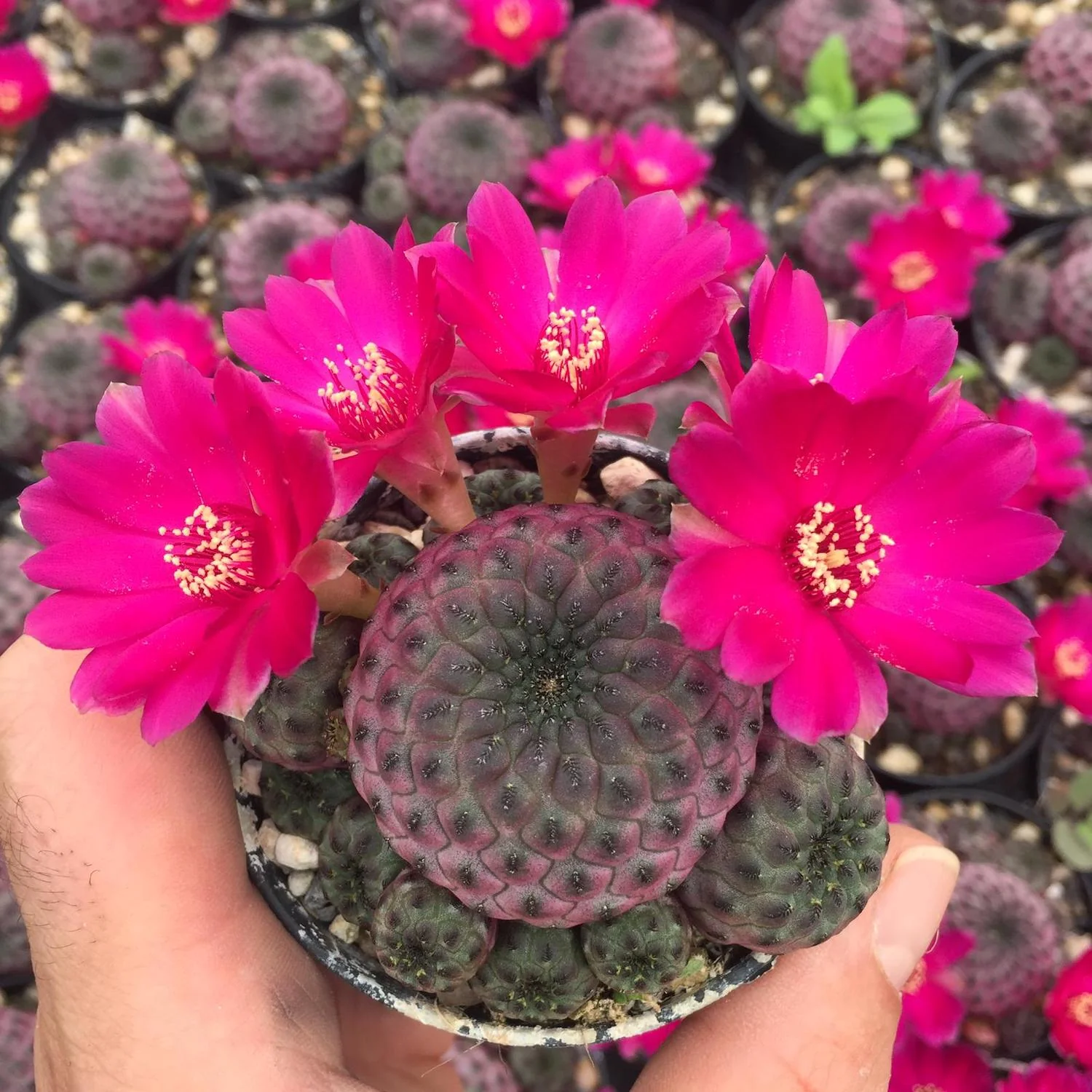 Purple Cactus (Sulcorebutia Rauschii) – cactus miniatural cu coloratie mov-purpurie spectaculoasa