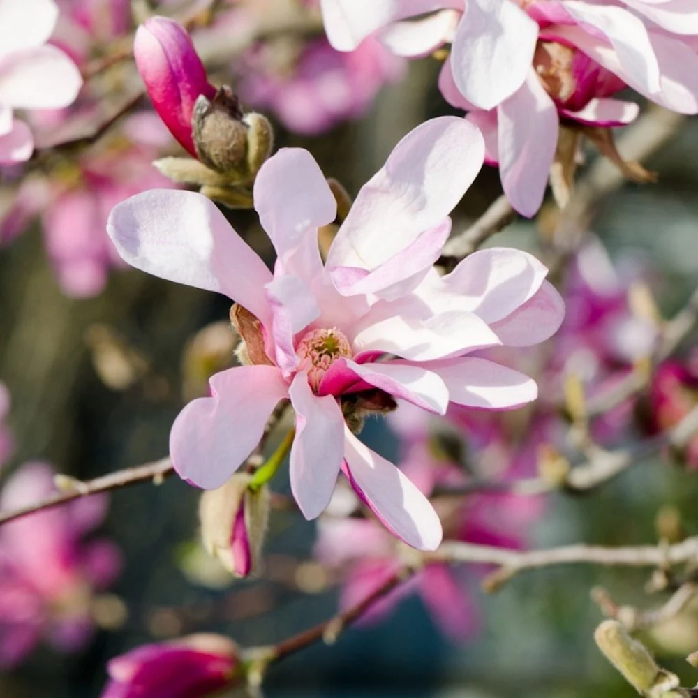 Magnolia loebneri 'Leonard Messel’ – flori puternic parfumate
