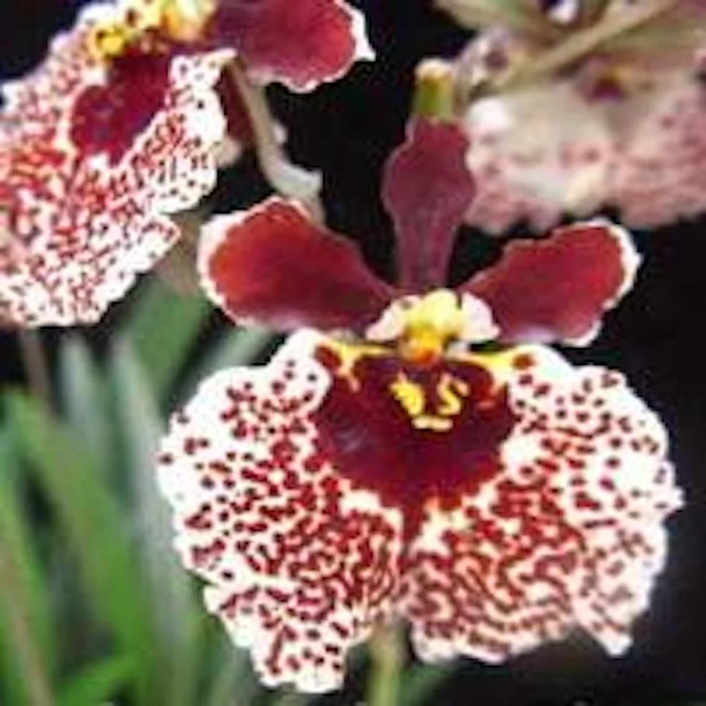 Orhidee Tolumnia Jairak Flyer „Snow Brown”
