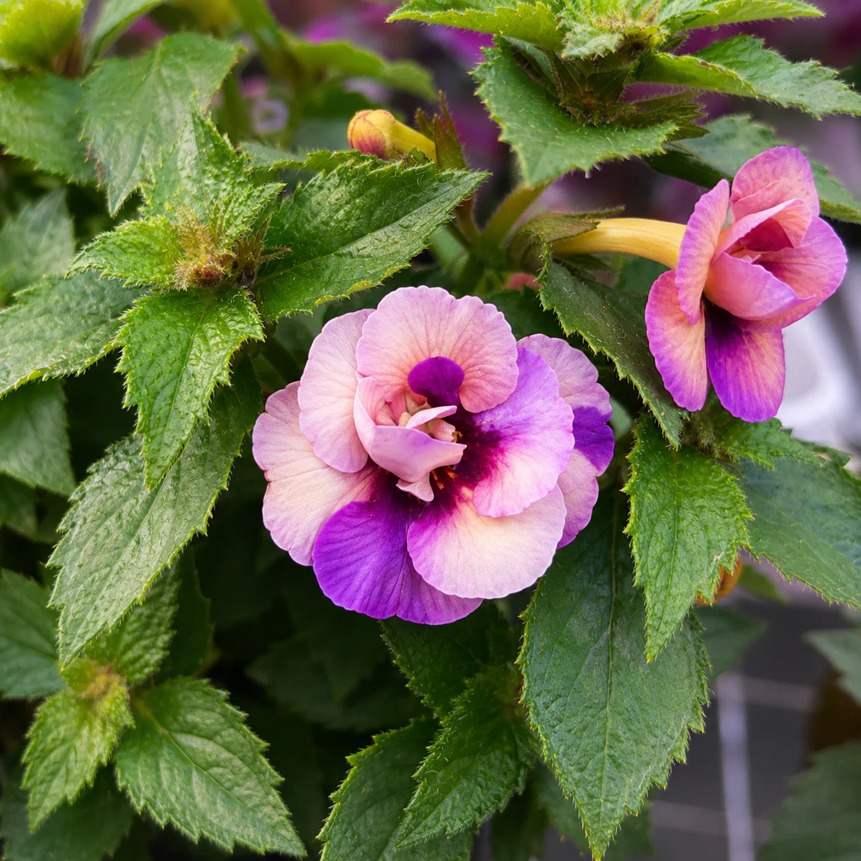 Achimenes ‘Yellow Fantasy’ – achimenes galben-crem cu inflorire abundenta