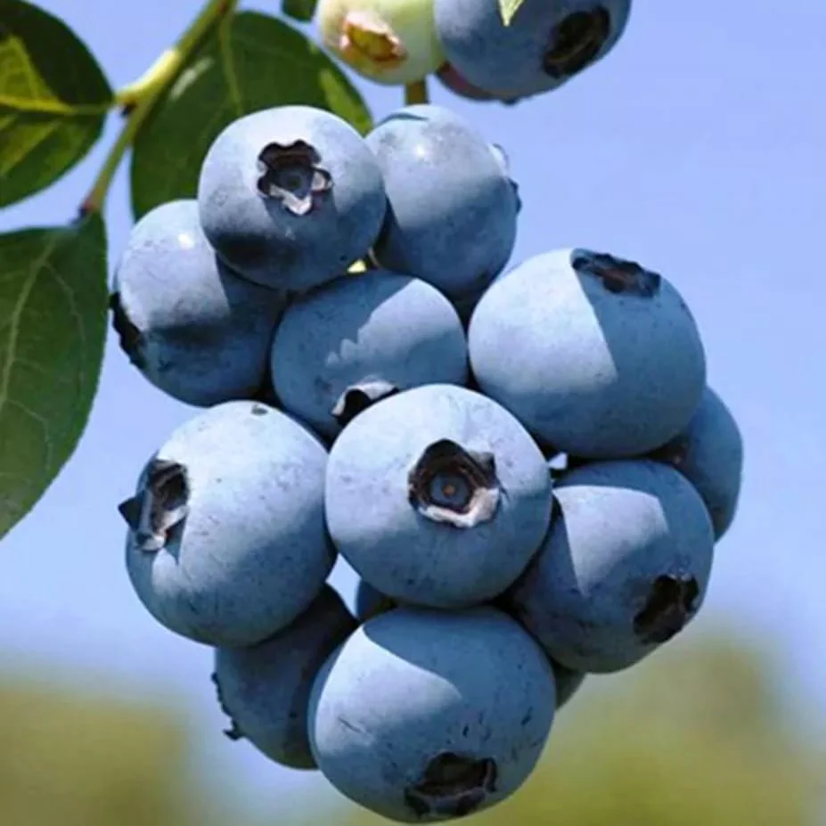 Afin cu fructe mari – Vaccinium corymbosum 'Chandler’ D9