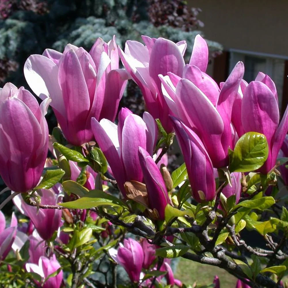 Magnolia 'Susan’ – flori mari, parfumate