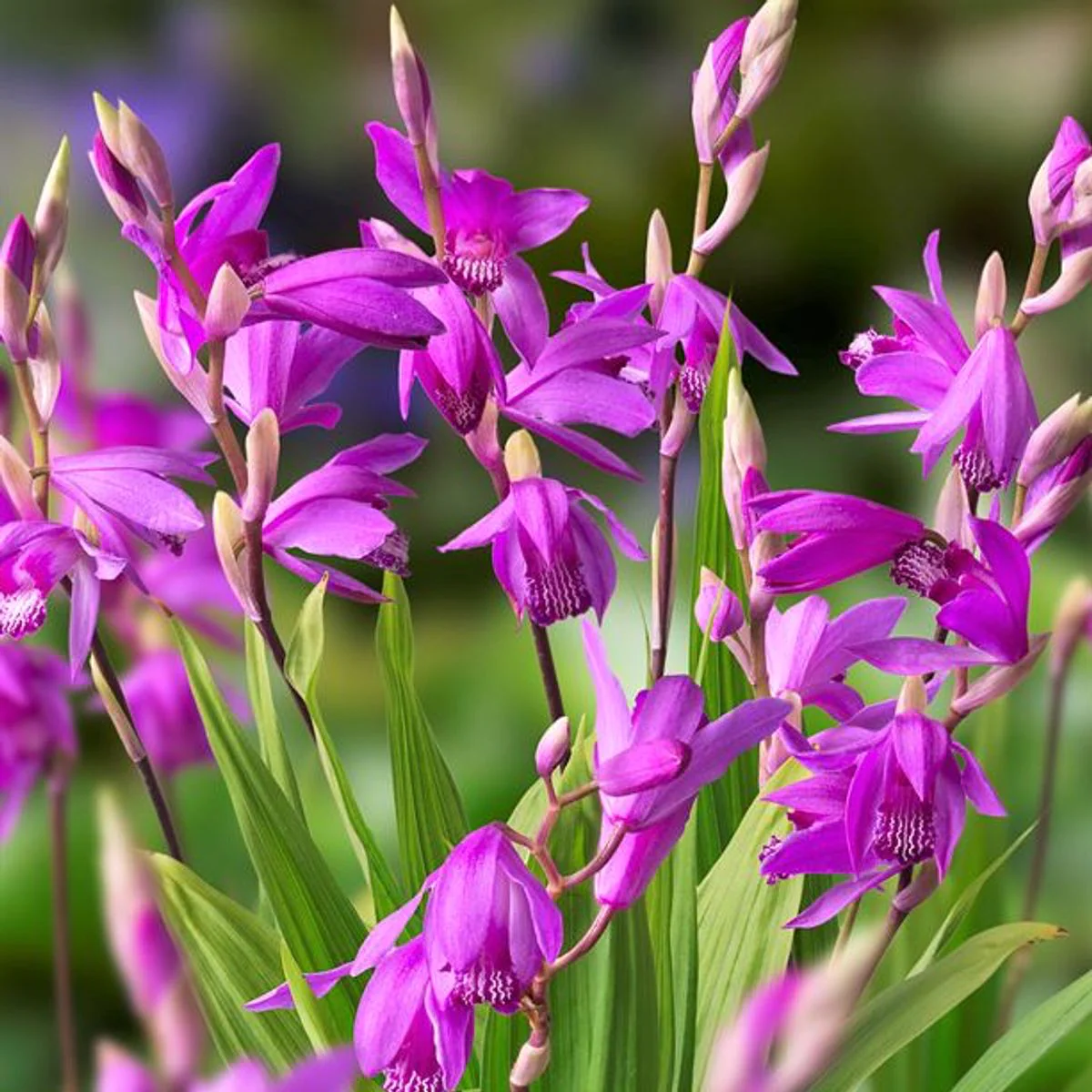 Bletilla striata 'Marcel Clapdorp’ – Orhidee de gradina