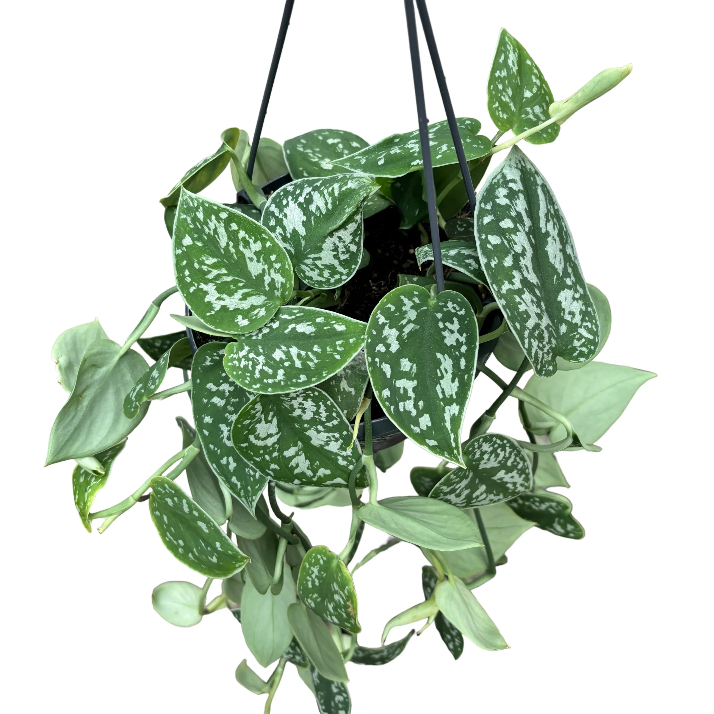 Scindapsus pictus 'Argyraeus’ – exemplare XL