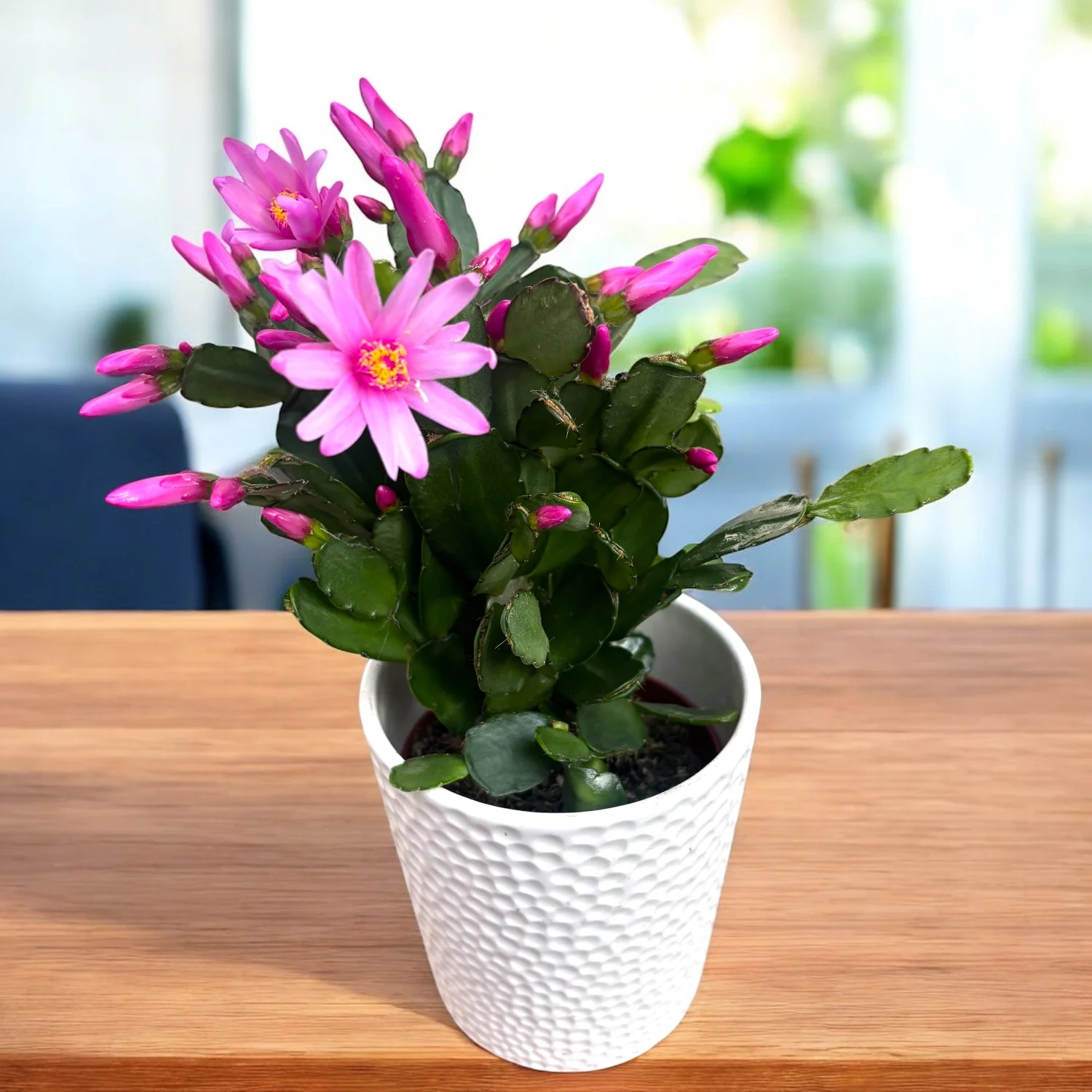 Rhipsalidopsis rosea ‘Pink Fire’ (floarea pastelui roz)