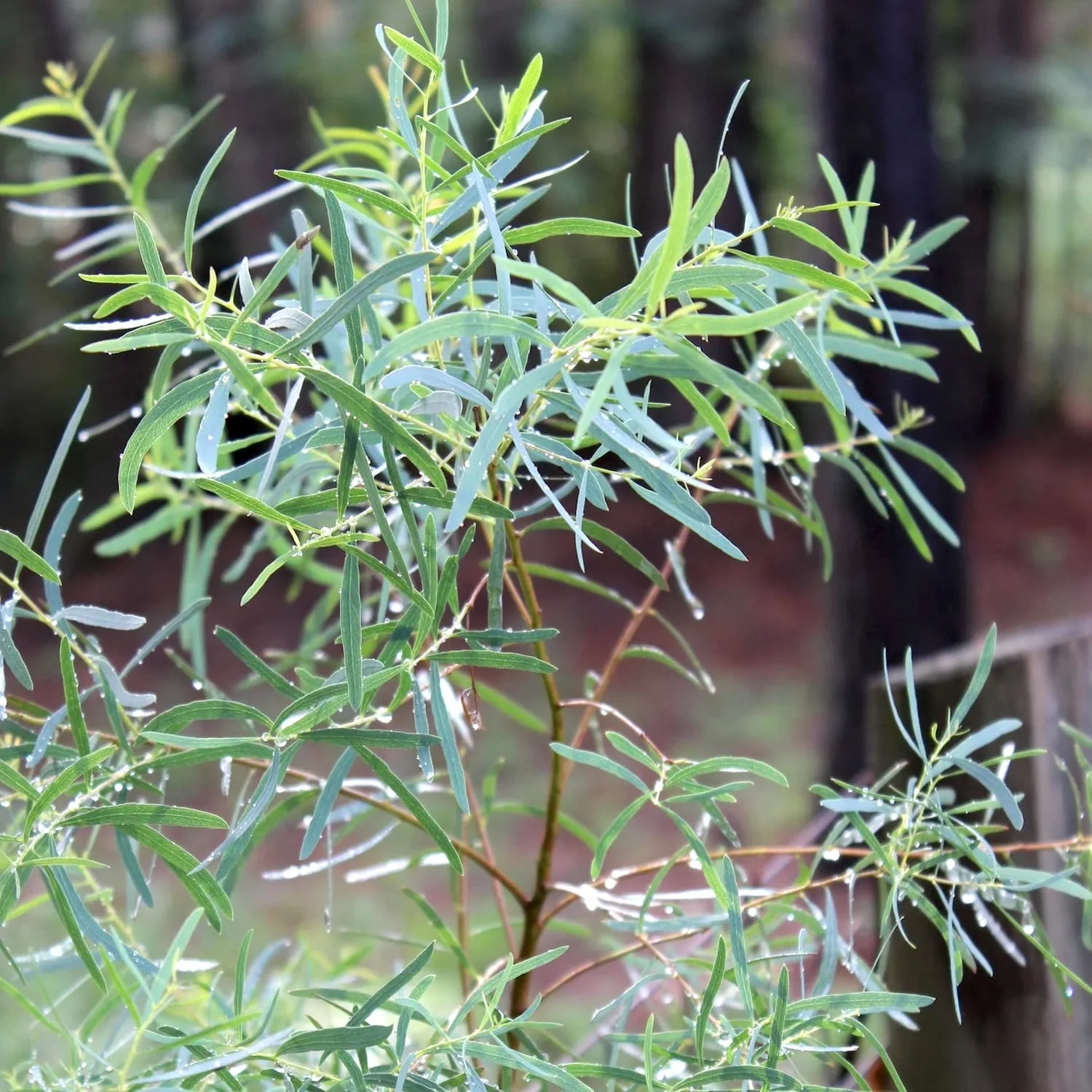 Eucalipt – Eucalyptus nicholii (Willow Peppermint, Menta Neagra)