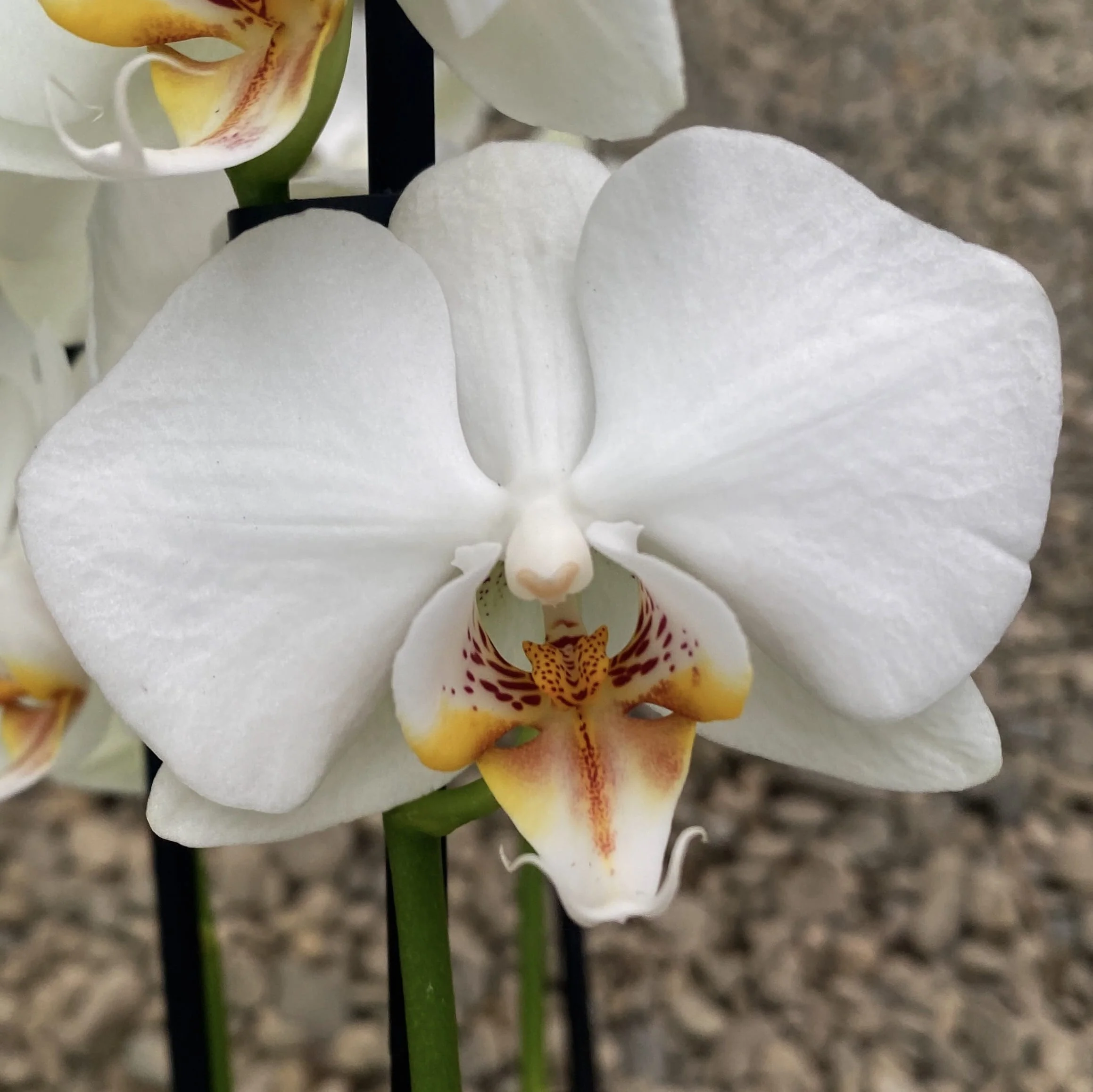 Phalaenopsis Adelaide