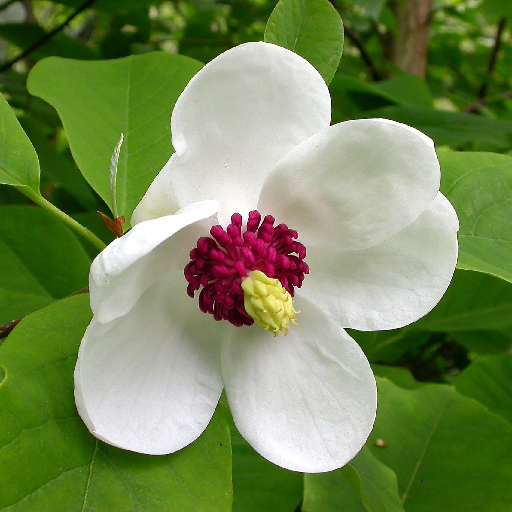 Magnolia Sieboldii H100 cm – flori albe parfumate