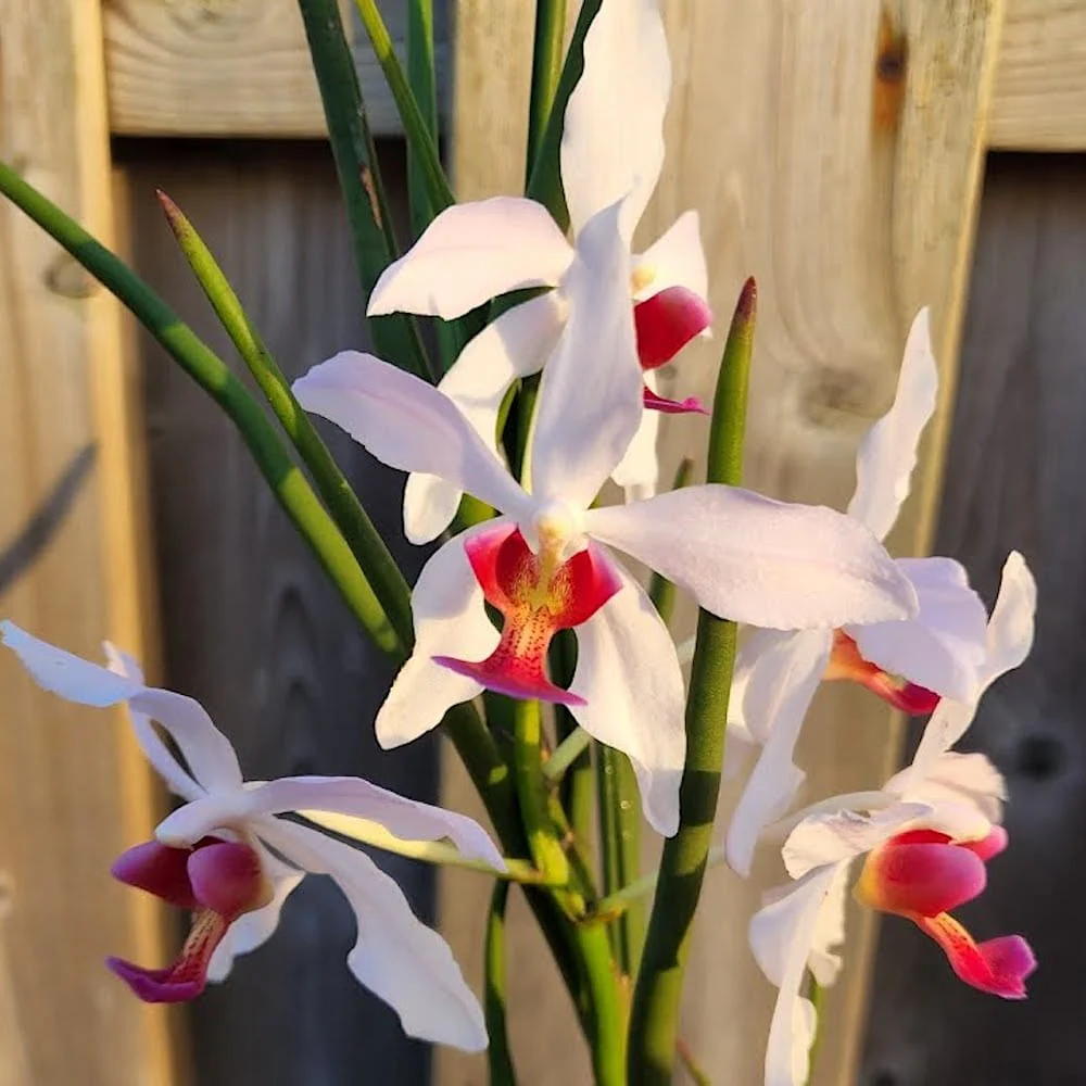 Paraphalanthe Frida (Pplt. De La Salle × Pps. laycockii) – flori parfumate