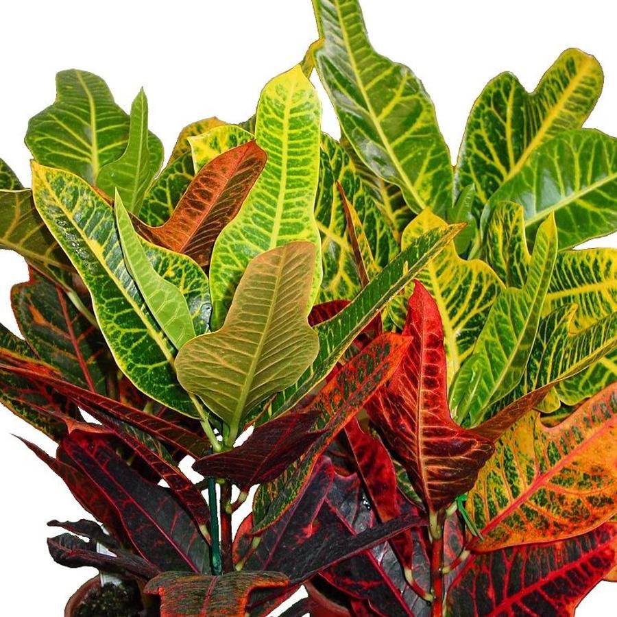 Croton Codiaeum Excellent D12