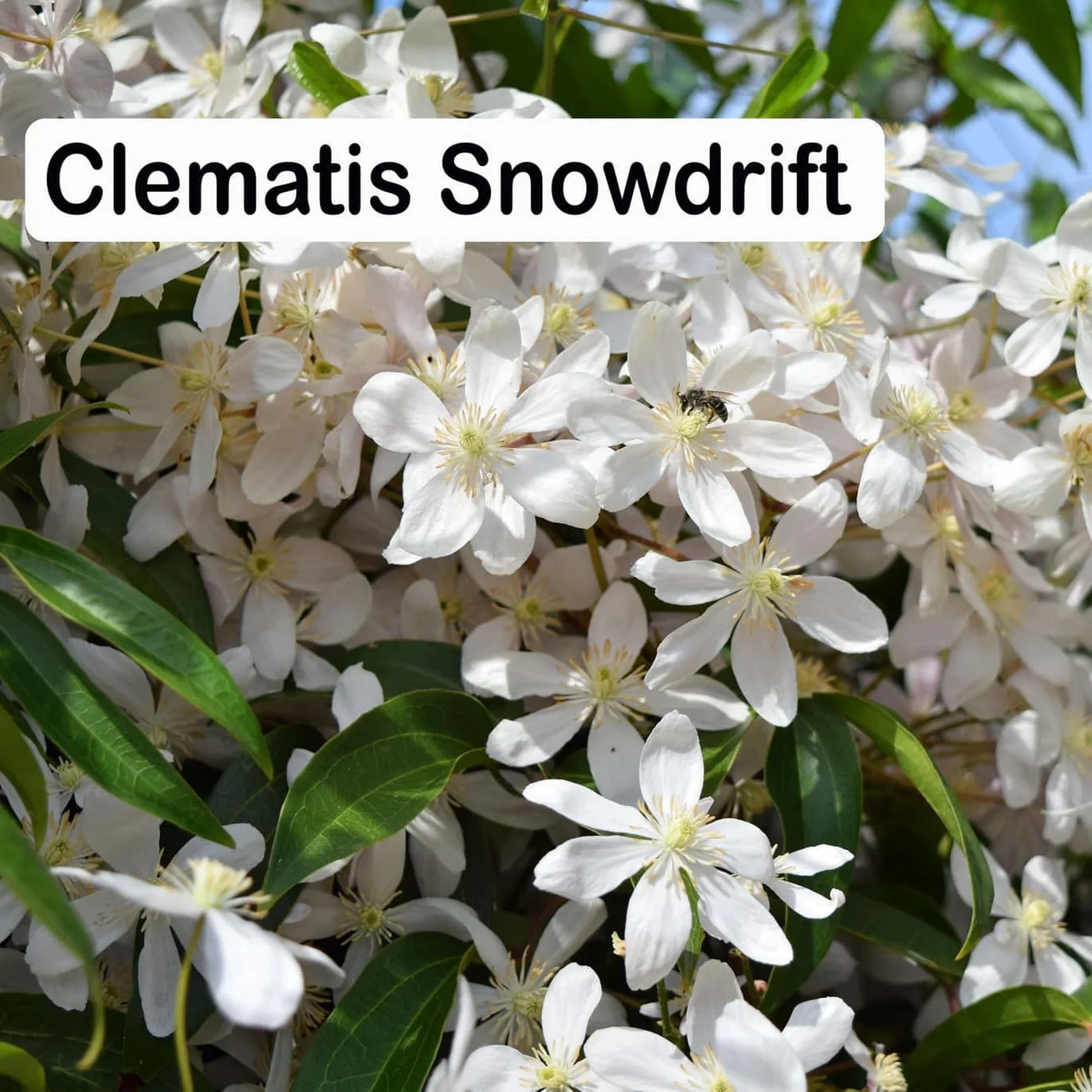 Clematite evergreen, parfumate – Clematis armandii 'Snowdrift’