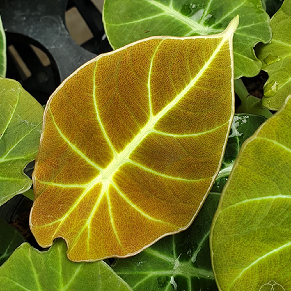 Alocasia reginula 'Green Velvet’