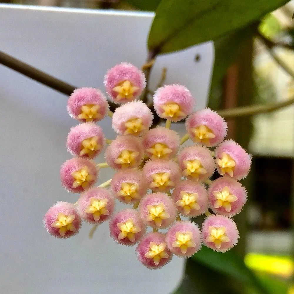 Hoya 'Rebecca’ – flori parfumate