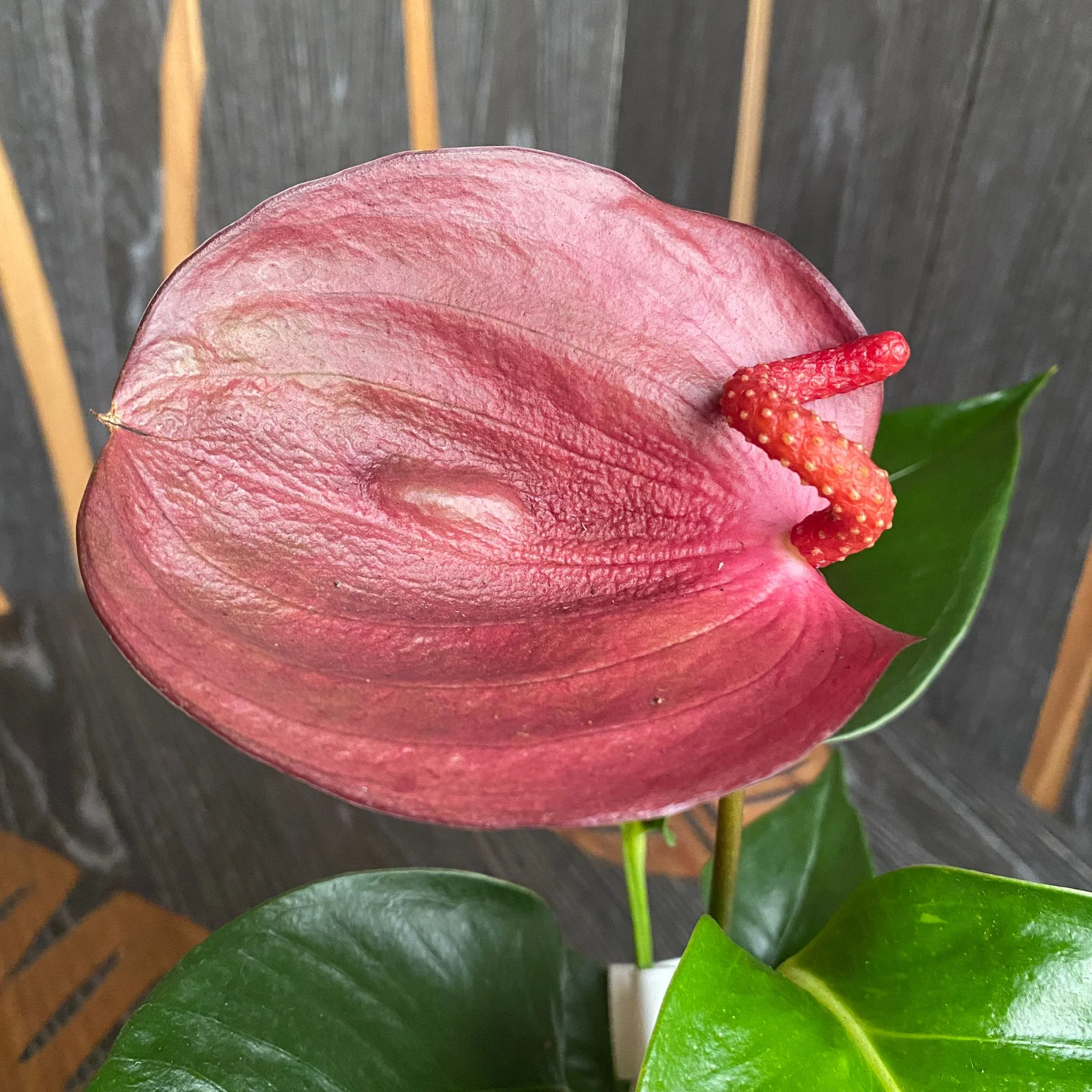 Anthurium Scherzerianum mov