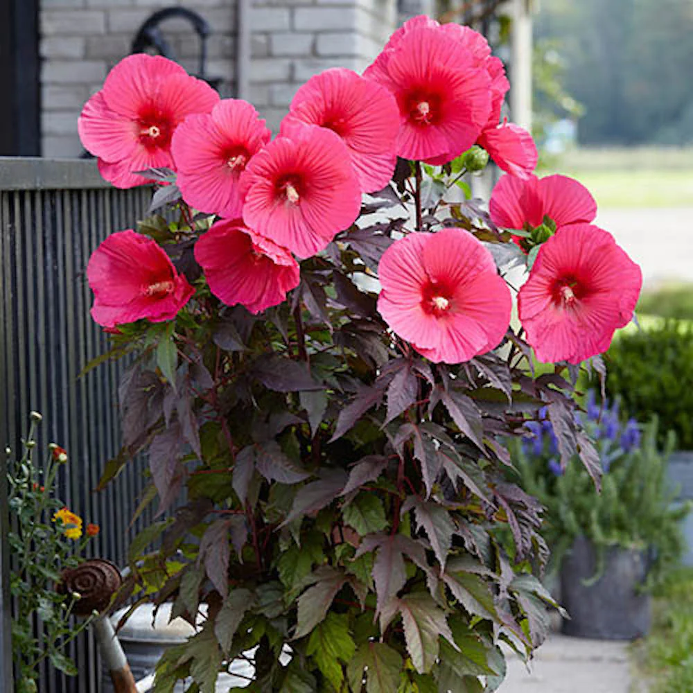 Hibiscus moscheutos Carousel ‘Pink Passion’ – hibiscus de gradina cu flori roz uriase
