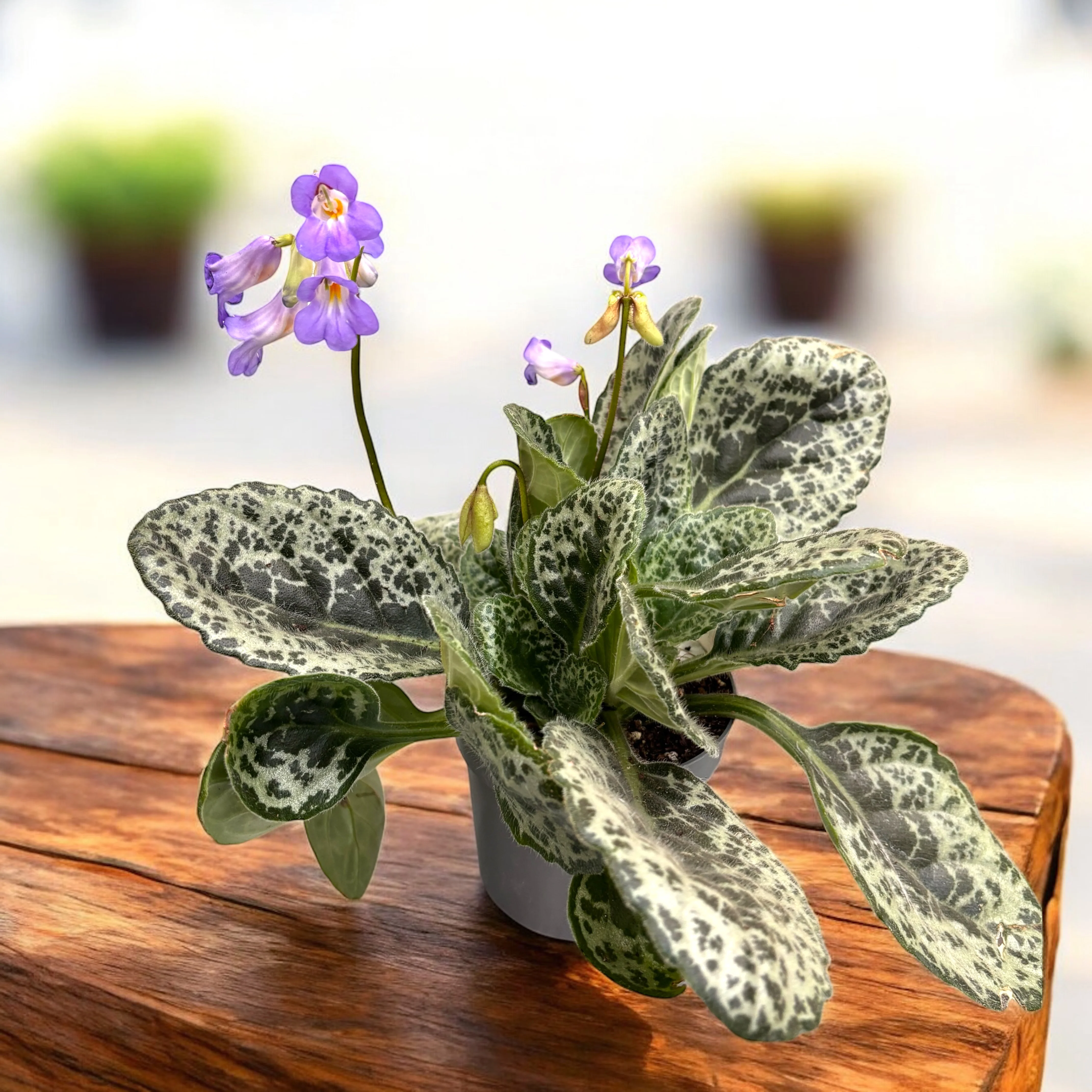 Streptocarpus 'Pretty turtle’