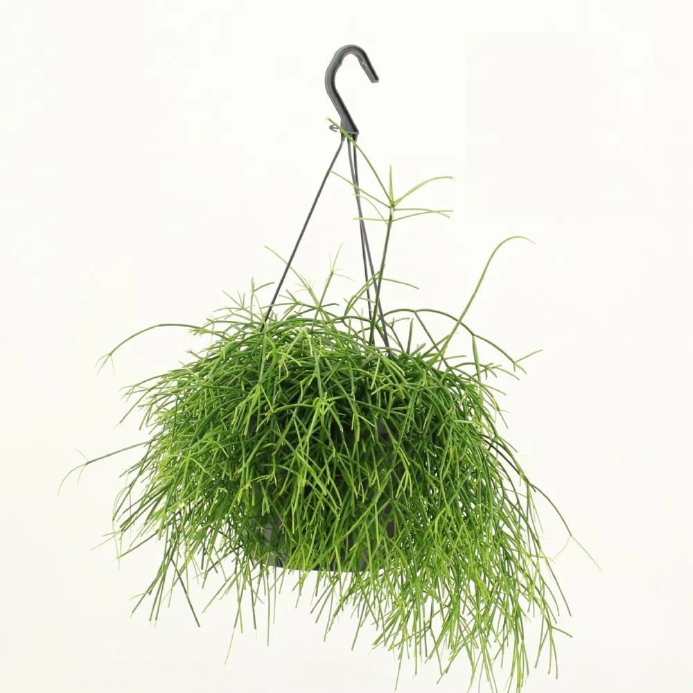 Rhipsalis baccifera 'Oasis’ (Cactus vasc) D17 – exemplare XL