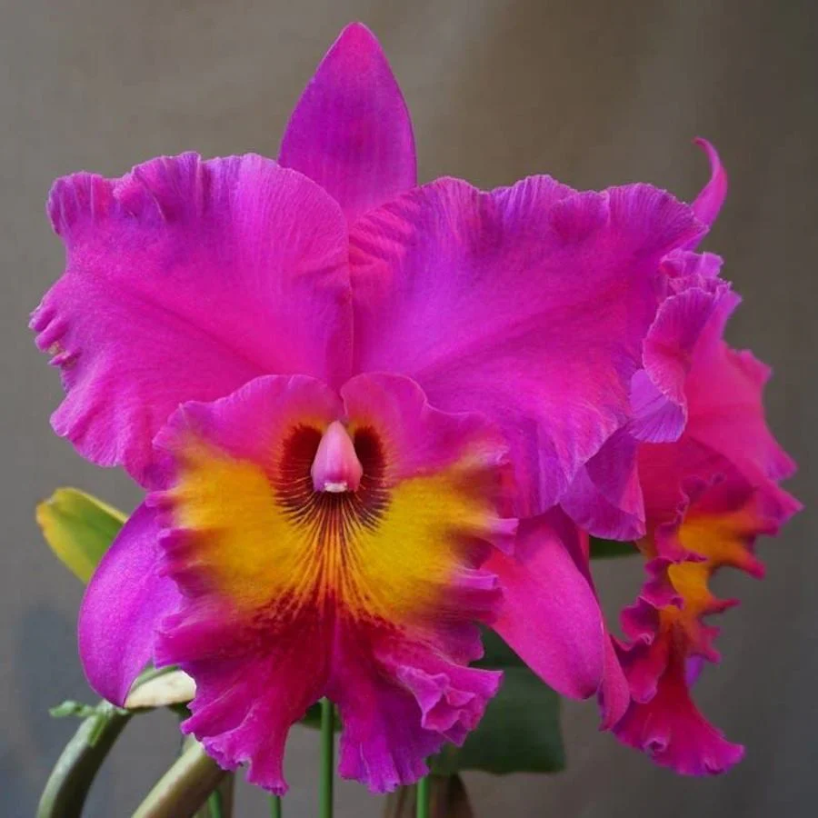 RLC. King of Taiwan 'Ta-hsin 1′ AM/AOS – parfumata