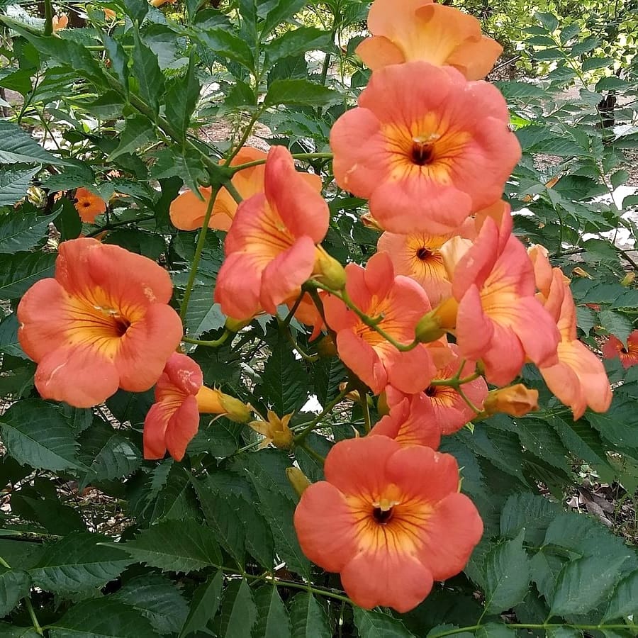 Luleaua turcului cu flori mari – Campsis grandiflora