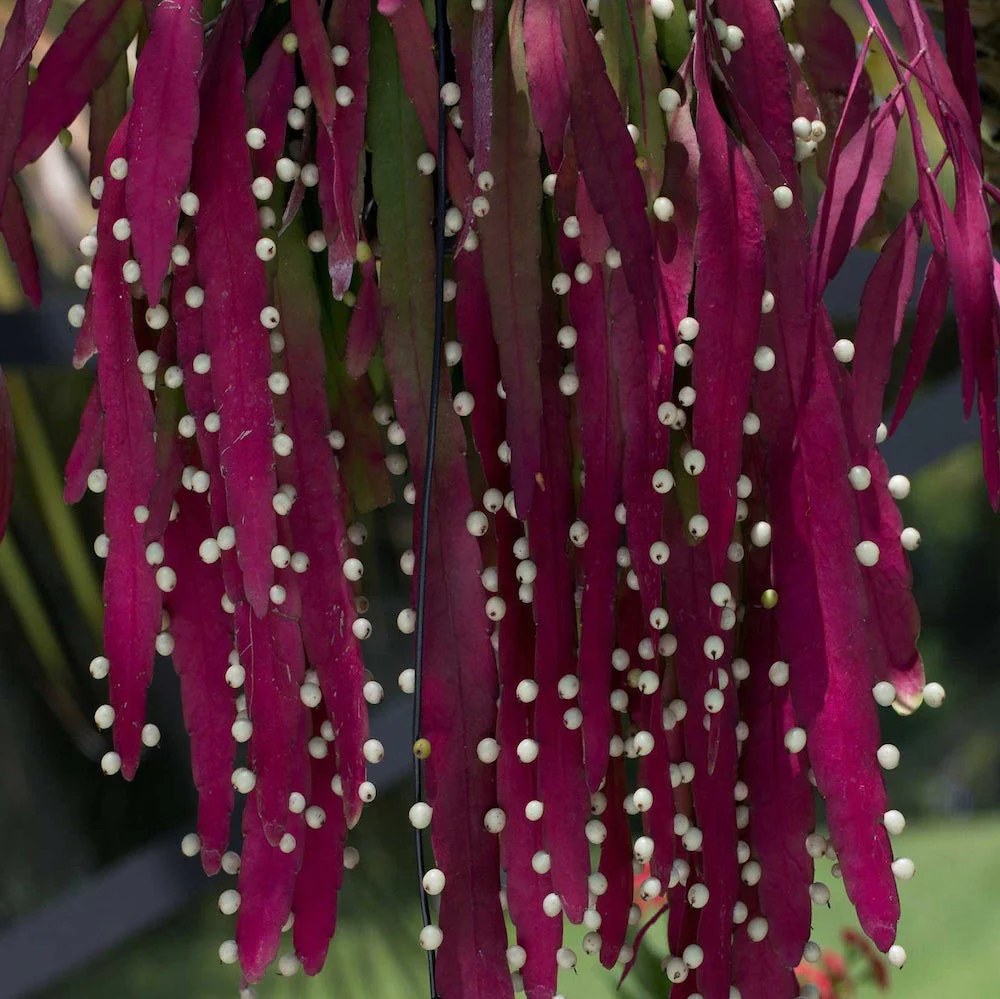 Pseudorhipsalis ramulosa (Rhipsalis red coral) D5 *babyplant