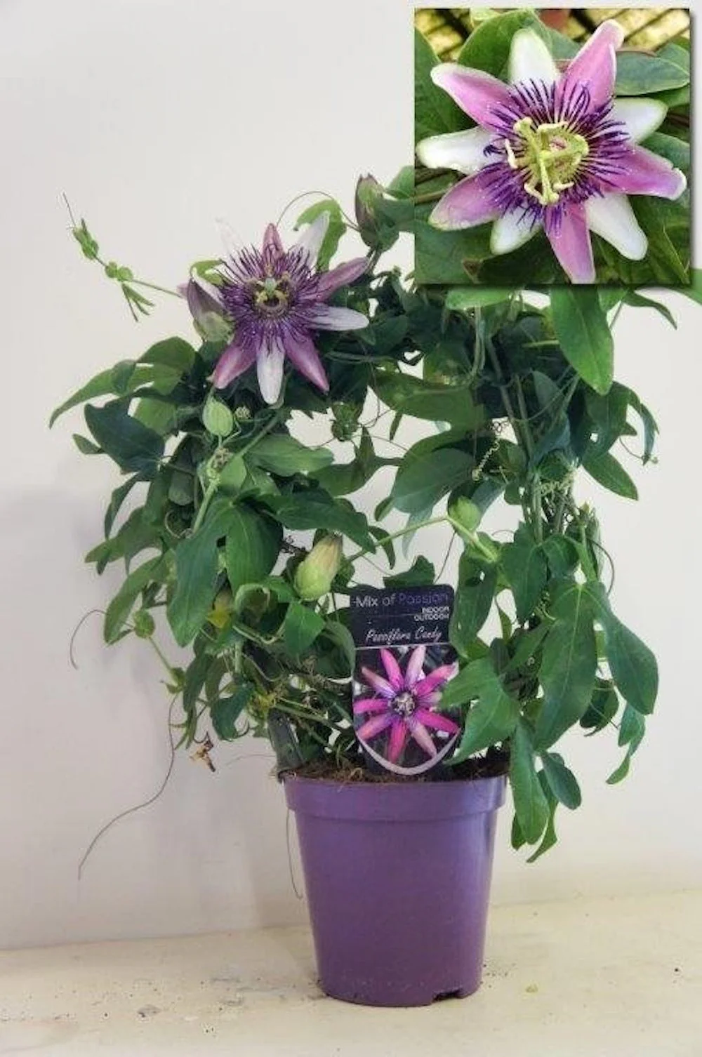 Passiflora Clara