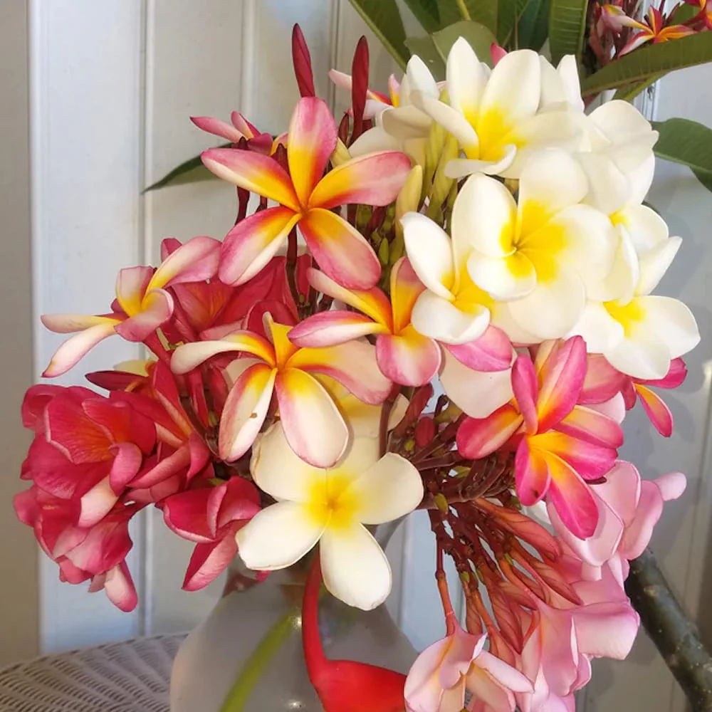 Plumeria rubra Hawaiian mix – flori parfumate