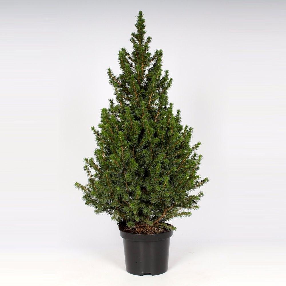 Picea Glauca Conica H110 cm – brad de Craciun in ghiveci