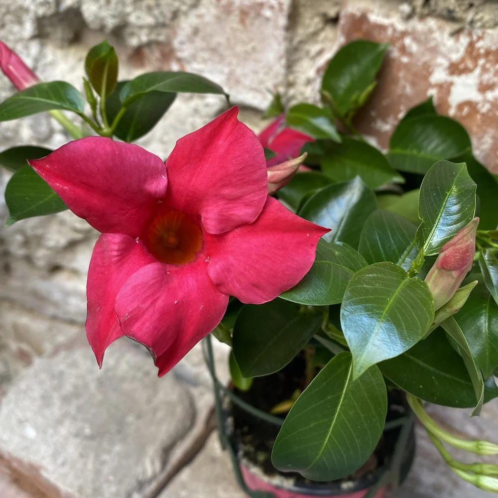Sundaville – Dipladenia roz Pink (flori parfumate)