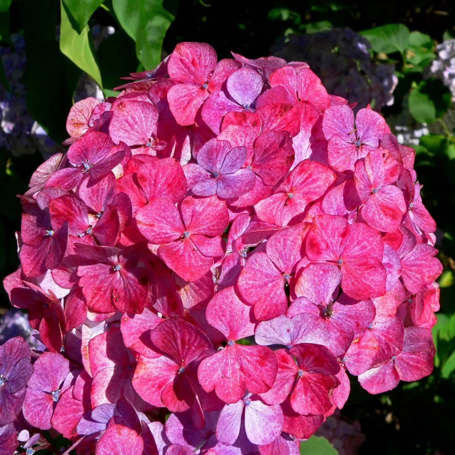 Hortensie japoneza spectaculoasa – Hydrangea serrata 'Preziosa’