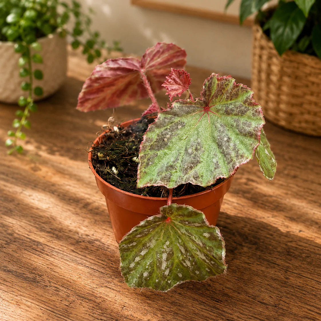 Begonia 'Snow Hare’