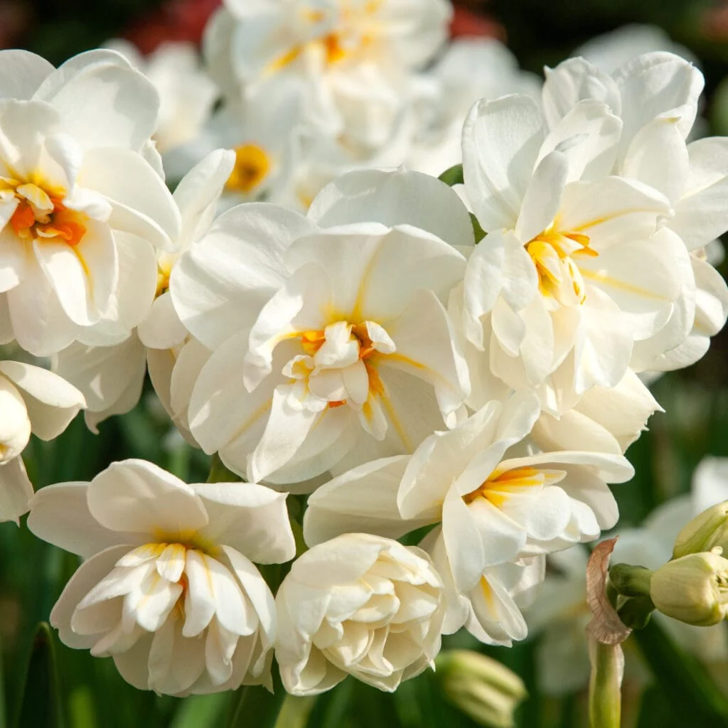 Narcissus 'Cheerfulness’ – narcise cu flori duble, puternic parfumate
