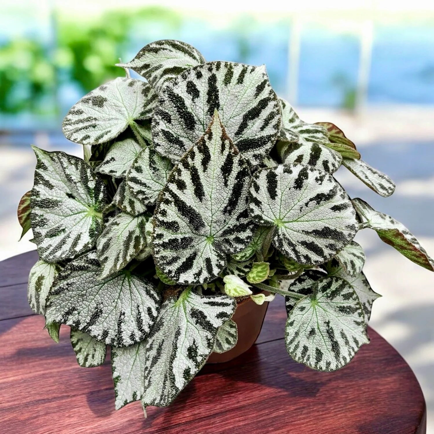 Begonia Silver Jewel XL – frunzis metalizat si aspect luxuriant
