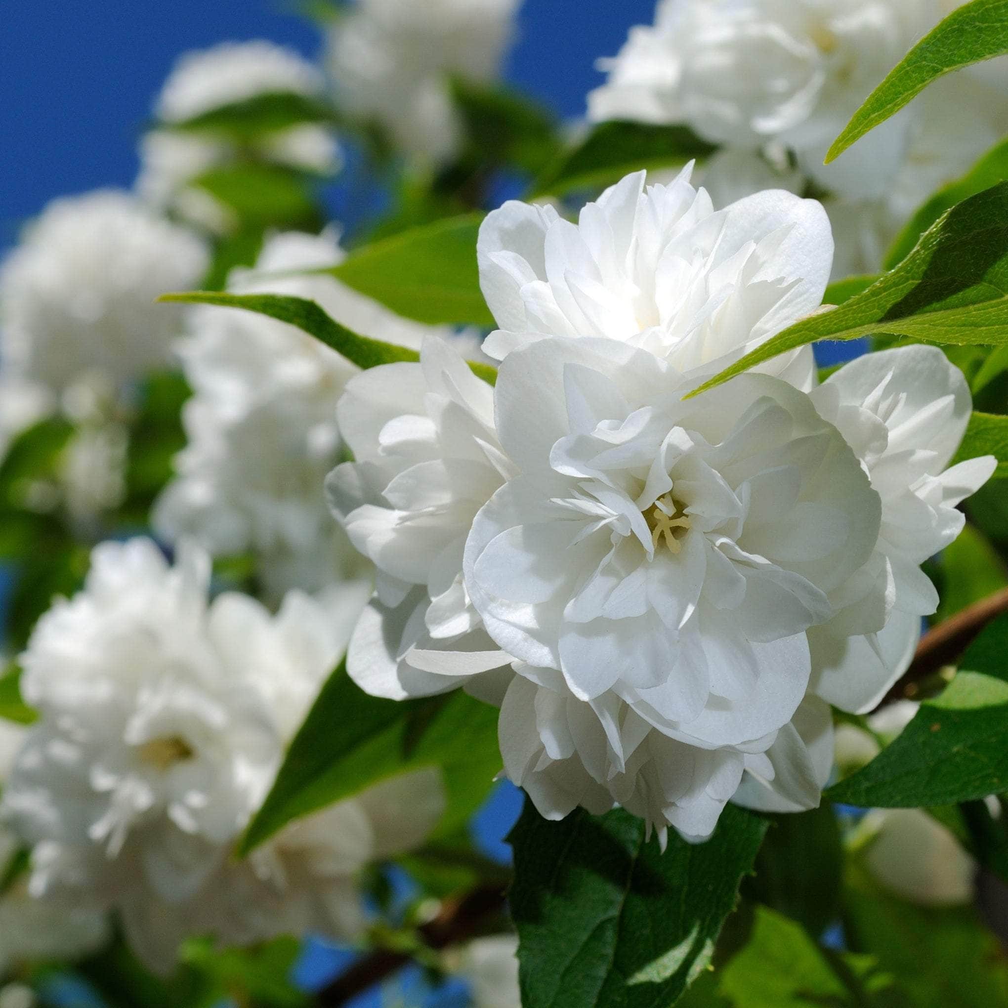 Iasomie dubla parfumata – Philadelphus 'Snowbelle’ (Mock Orange)