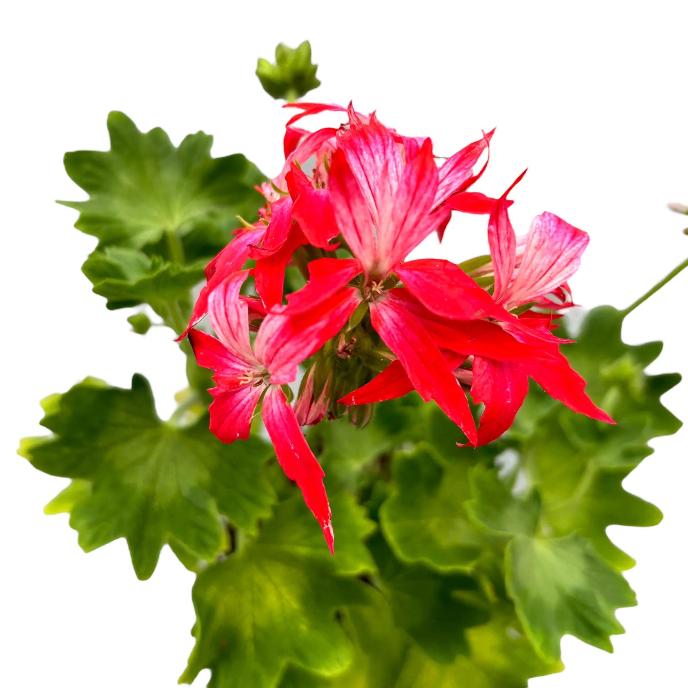 Muscate stelate bicolore – Pelargonium Fireworks 'Bicolor’