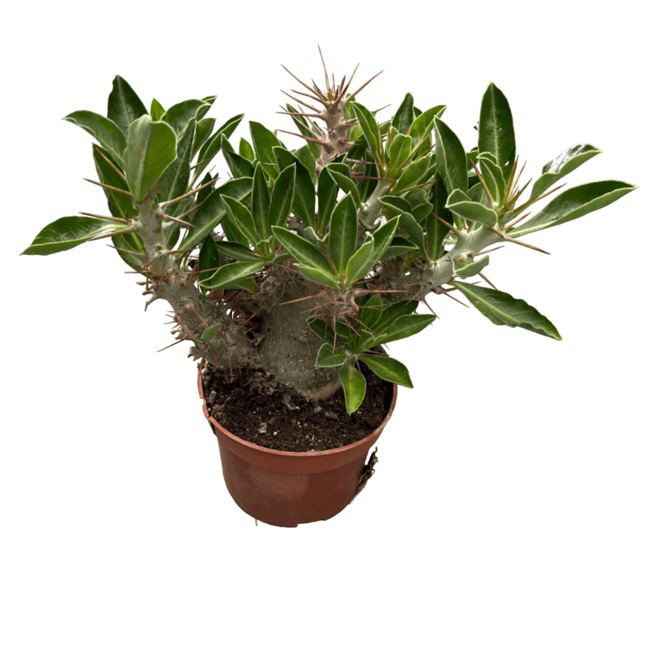 Pachypodium saundersii – exemplare cu caudex format!