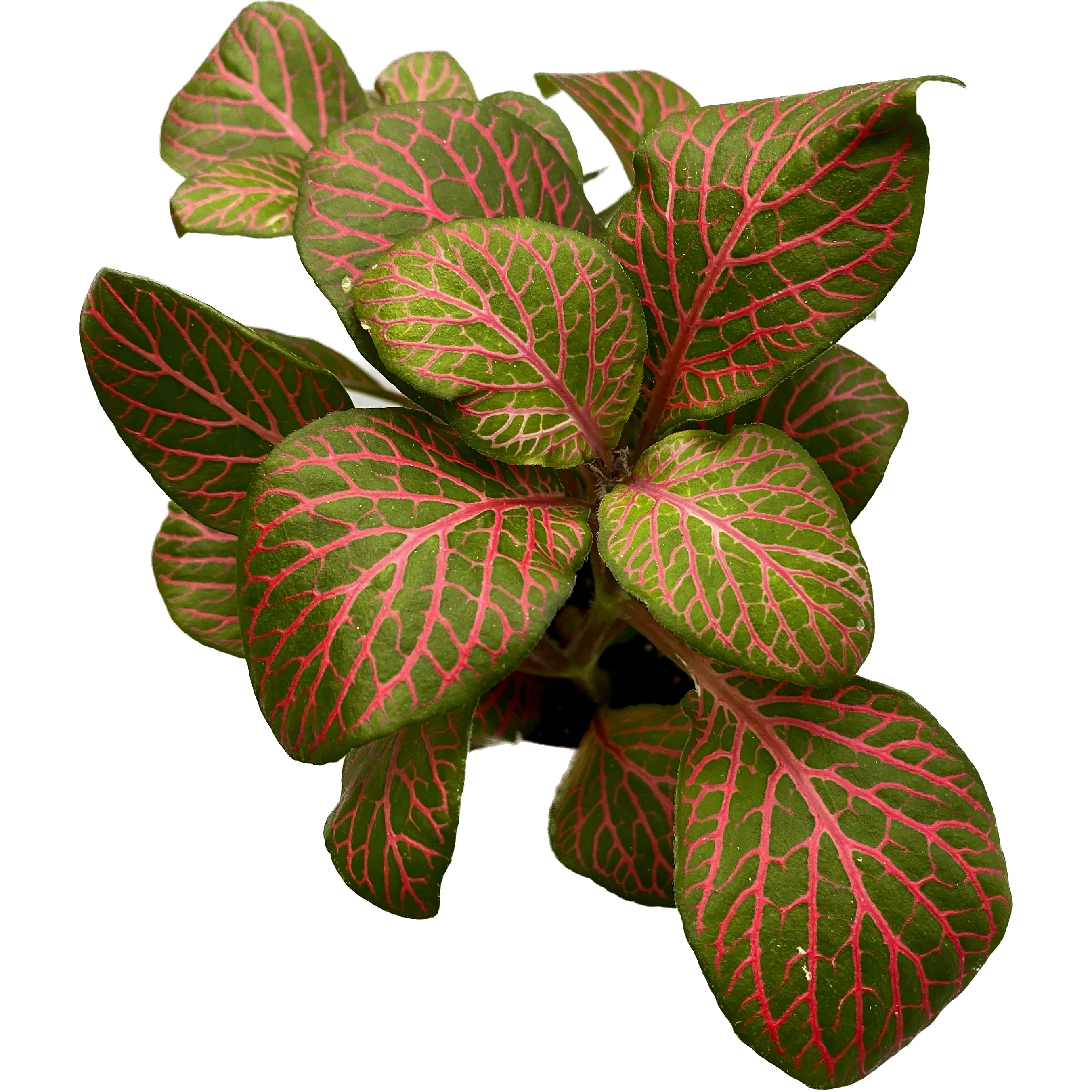 Fittonia verschaffeltii 'Joly Josan’, planta mozaic